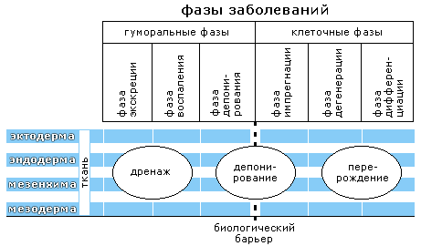 Х.Х.Реккевег: 6 ФАЗ появления любой болезни