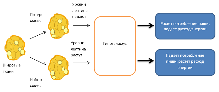 Джек Круз: Печень — двигатель метаболизма