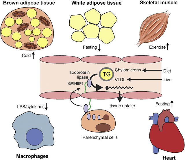 Липопротеинлипаза: Как работает обмен веществ 