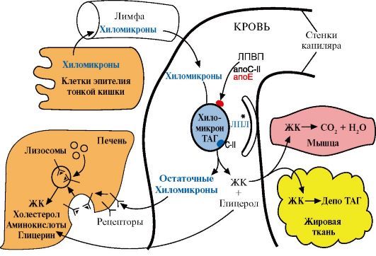 Липопротеинлипаза: Как работает обмен веществ 