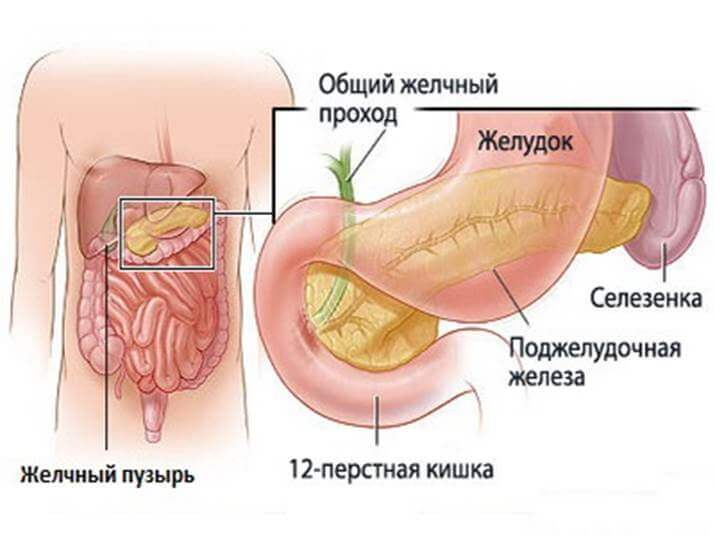 Холестаз: эффективные средства при застое желчи