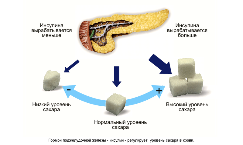 Жир и гормоны