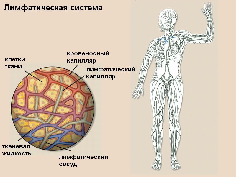 Нарушения лимфосистемы — это ВАЖНО знать ВСЕМ!