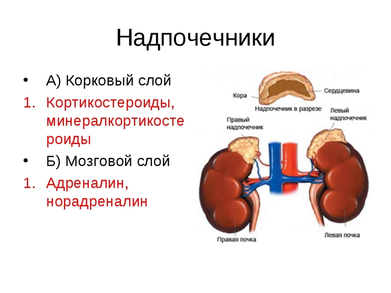 НАДПОЧЕЧНИКИ: дирижеры обменных процессов