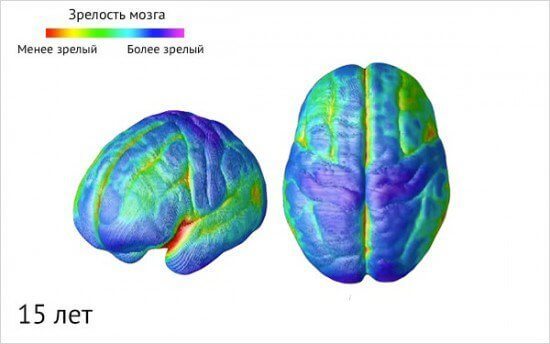 Как созревает детский мозг: что важно знать о этапах развития ребенка