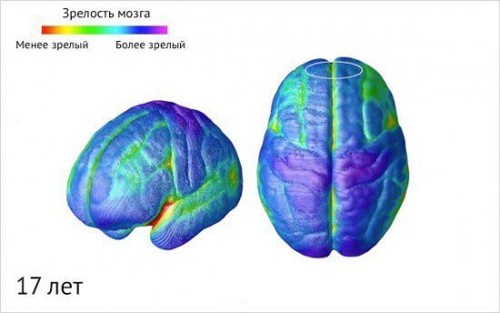 Как созревает детский мозг: что важно знать о этапах развития ребенка