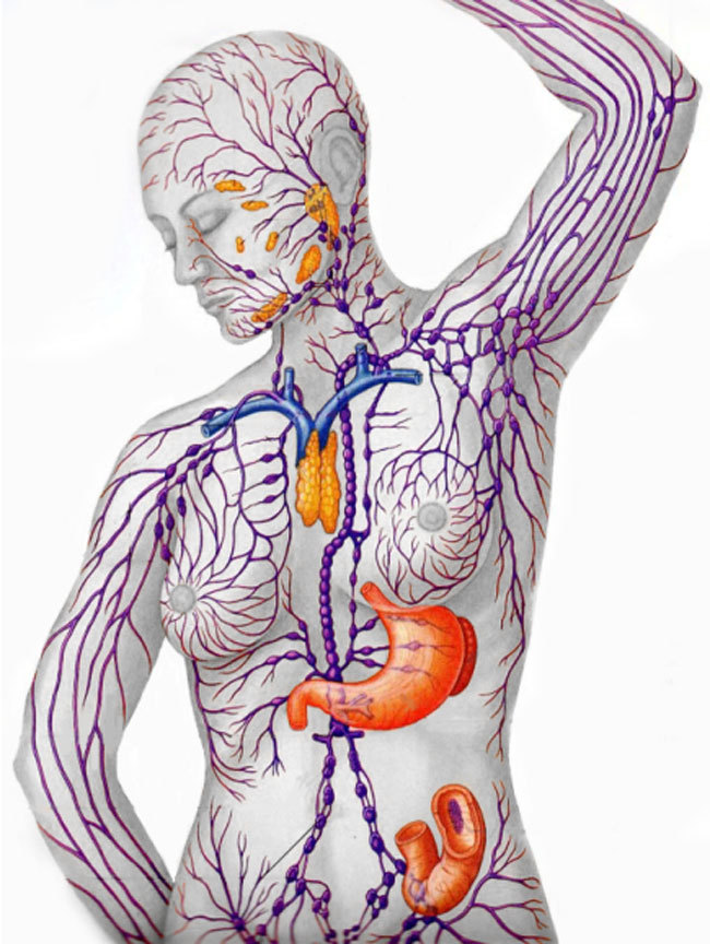 Очищение лимфы: рекомендации Аюрведы