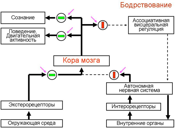 Иван Пигарёв: Зачем нам нужен сон и почему мы видим сны