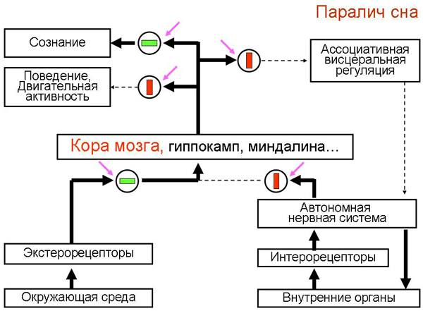 Иван Пигарёв: Зачем нам нужен сон и почему мы видим сны