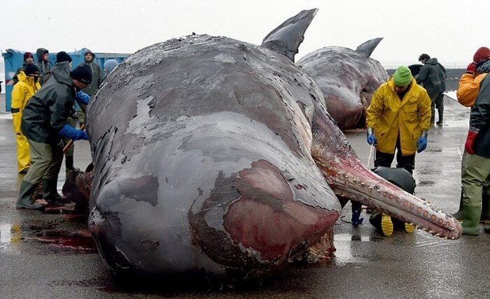 На берег Северного моря выбросило 29 китовых трупов. Вот что обнаружилось у них в животах…