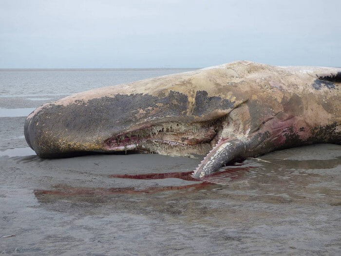 На берег Северного моря выбросило 29 китовых трупов. Вот что обнаружилось у них в животах…