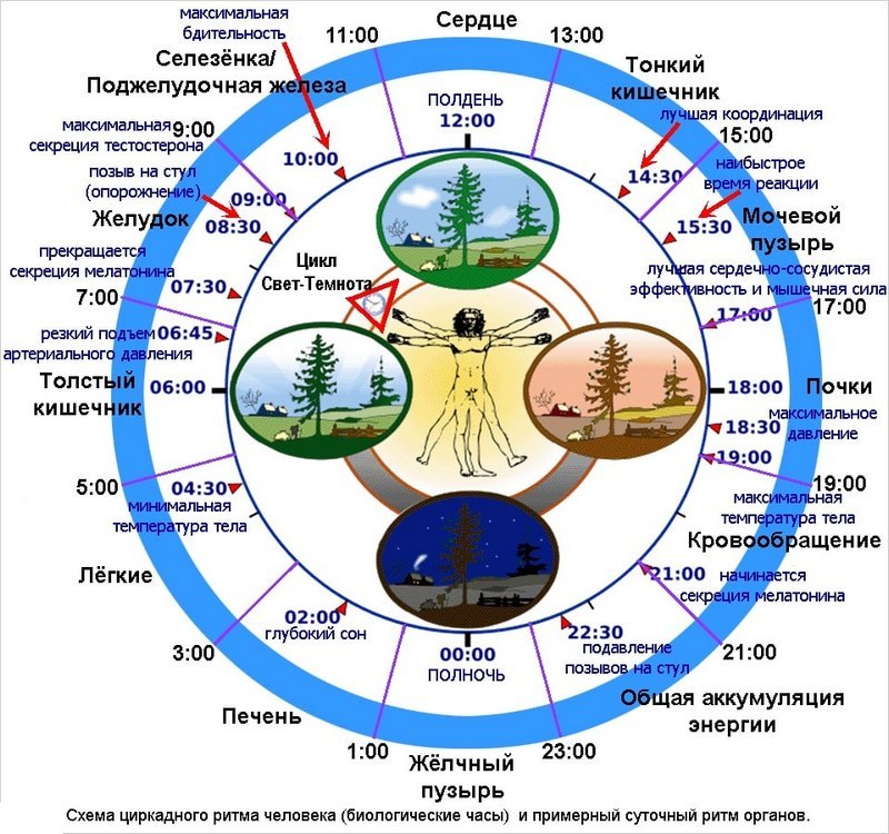 Часовые гены: биологические ритмы здоровья 