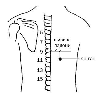 Техника простукивания при заболеваниях пищеварительного тракта