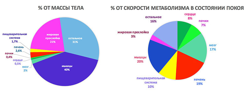 9 главных фактов о метаболизме