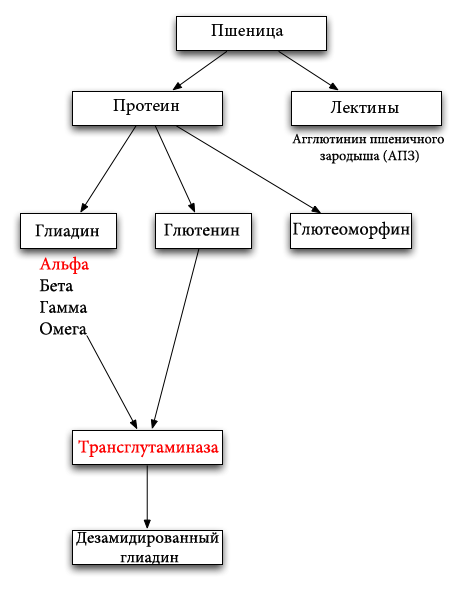 4 пищевых токсина – главные виновники развития болезней