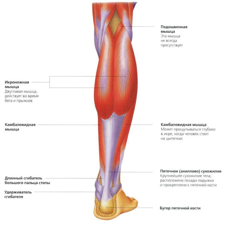 Икроножная и камбаловидная мышцы: «второе сердце» вашего организма