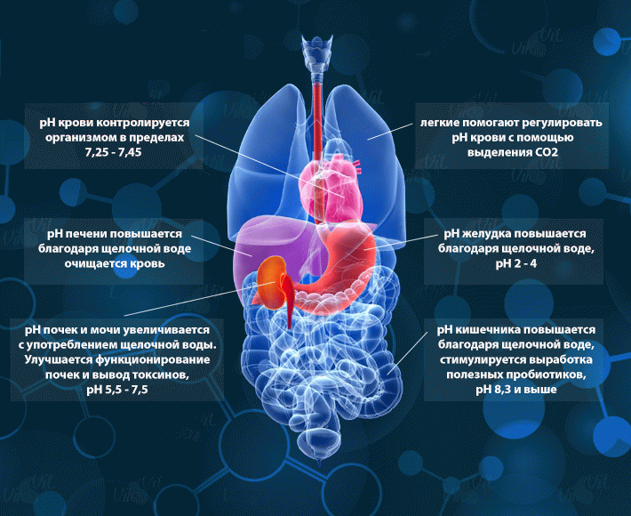 ВАЖНО! Роль РН и кислотно-щелочного равновесия в организме