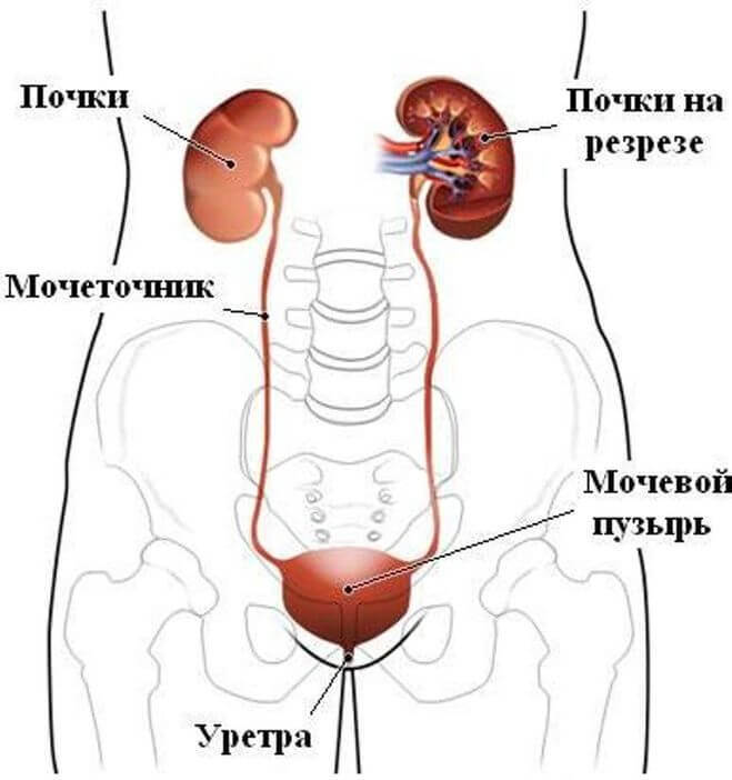 Почечнокаменная болезнь: лечение по Аюрведе