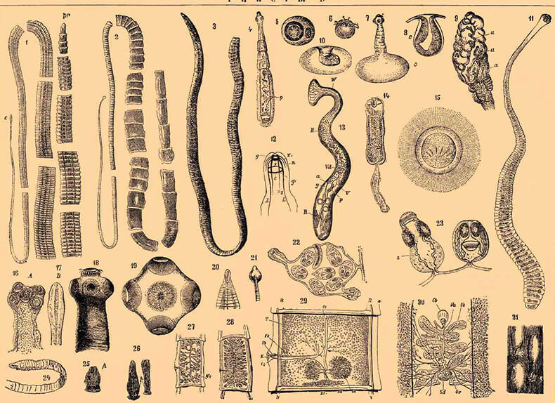 Проверенное средство изгнания паразитов