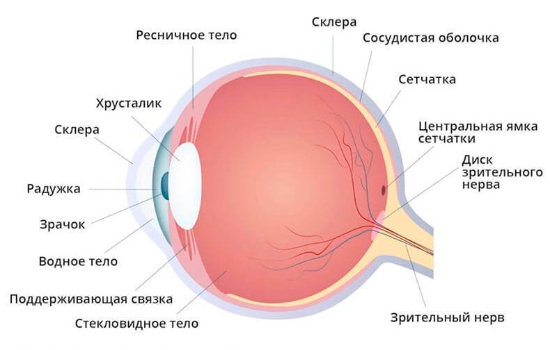 Что такое отслоение сетчатки: причины и профилактика