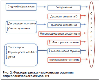 Саркопеническое ожирение: жир вместо мышц