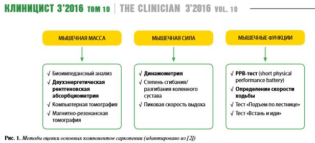 Саркопеническое ожирение: жир вместо мышц