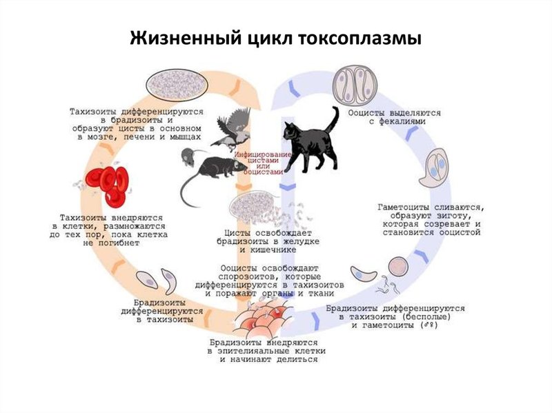 Токсоплазмоз: 7 эффективных рецептов народной медицины 