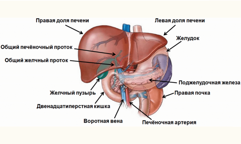 Больная печень: отсутствие ЧУВСТВА МЕРЫ