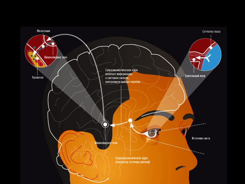Гормон мелатонин: Что происходит с организмом, когда вы включаете свет ночью