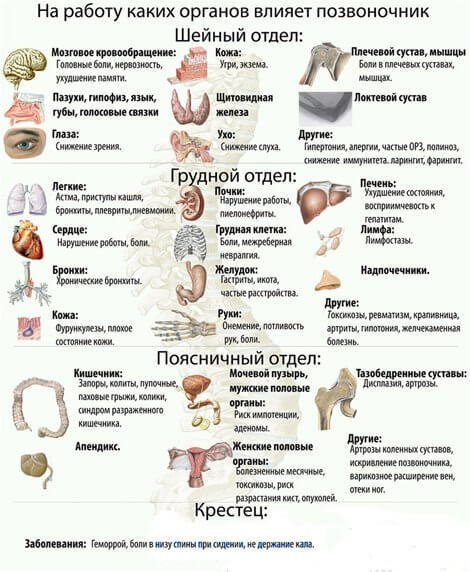 На работу каких органов влияет позвоночник