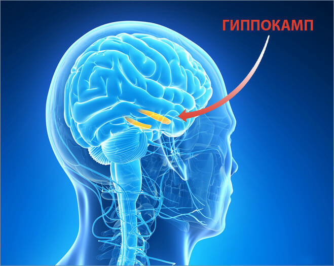 Татьяна Черниговская: Память – это не только прошлое, но и будущее