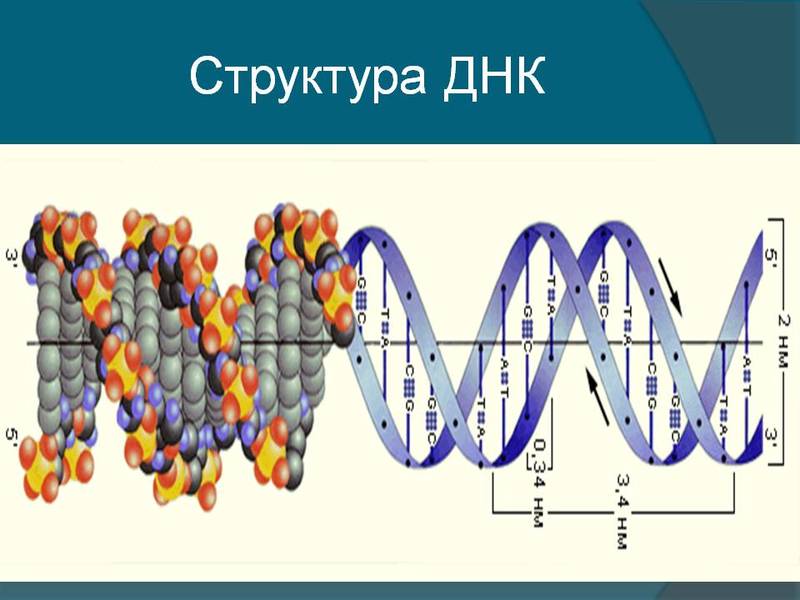 Генетическая рулетка: Чем грозят эксперименты с геномом