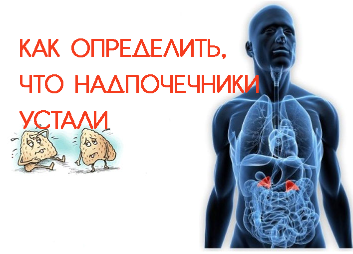 Надпочечниковая усталость: как понять, что ваши надпочечники устали