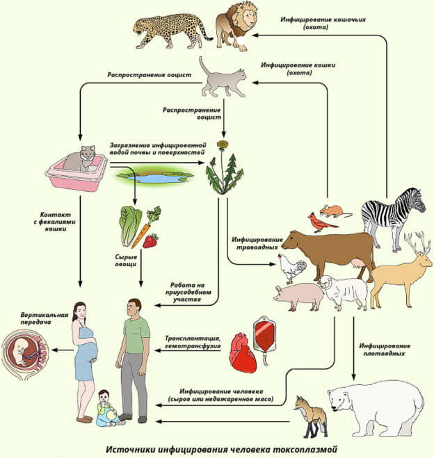 Какова связь психических нарушений с Toxoplasma gondii