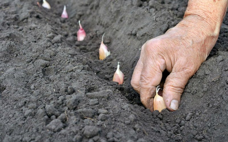 Тонкости посадки чеснока под зиму зубками