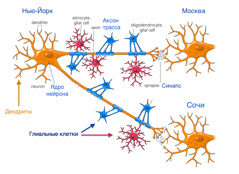 Что представляет из себя мысль в головном мозге?