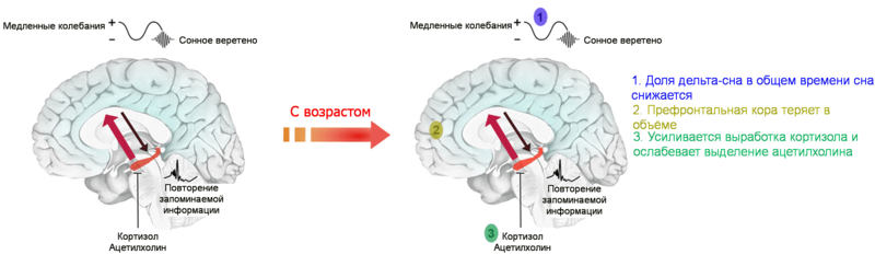 Чем отличается сон пожилых и больных от сна молодых и здоровых?