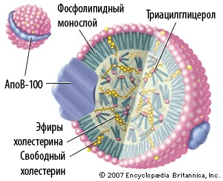 Холестериновая страшилка, которая правит миром