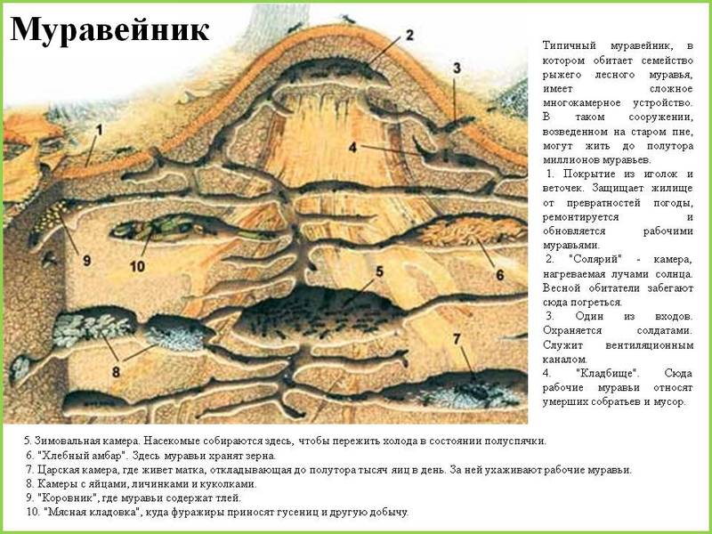 Как устроен муравейник