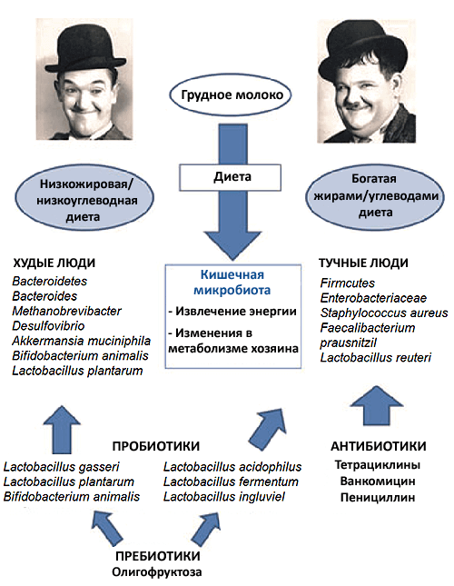 Микробиом: Зоопарк в вашем животе