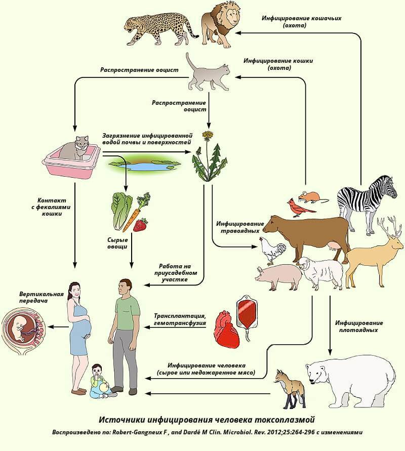 Какова связь психических нарушений с Toxoplasma gondii, или что живёт с любителями домашних кошек