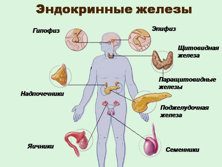 Синдром хронической усталости. Как гормоны от нас устают