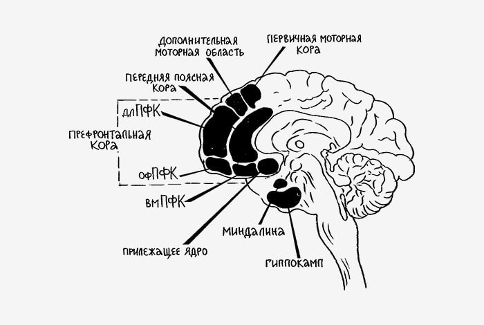 Еще одну серию и спать: как мозг подавляет силу воли