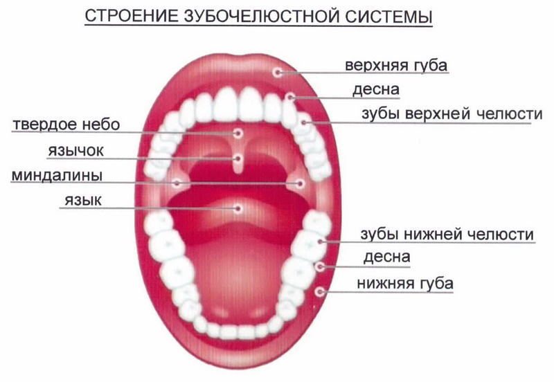 Артикуляционные упражнения для детей