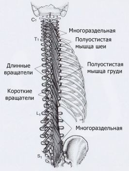 Карта триггеров: точки боли и точки напряжения мышц 