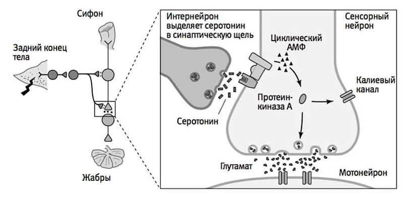 Дорогая аплизия! Расскажи мне о работе памяти