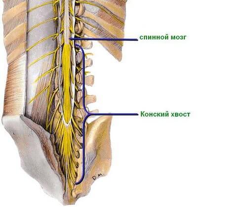 Синдром конского хвоста: Когда надо бить тревогу