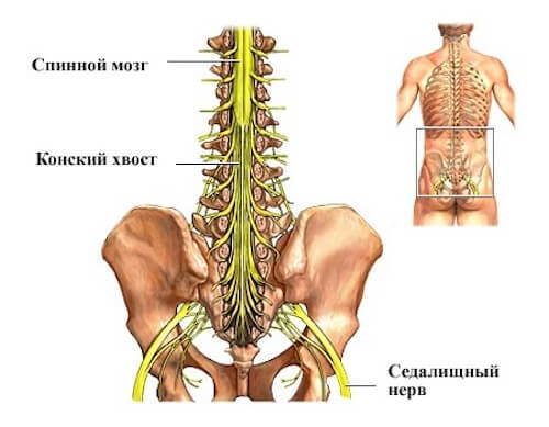 Синдром конского хвоста: Когда надо бить тревогу