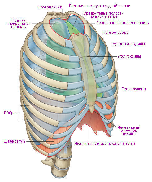 Грудная клетка: наша защита и опора