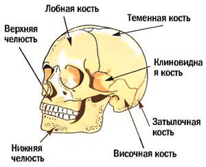 Грудная клетка: наша защита и опора